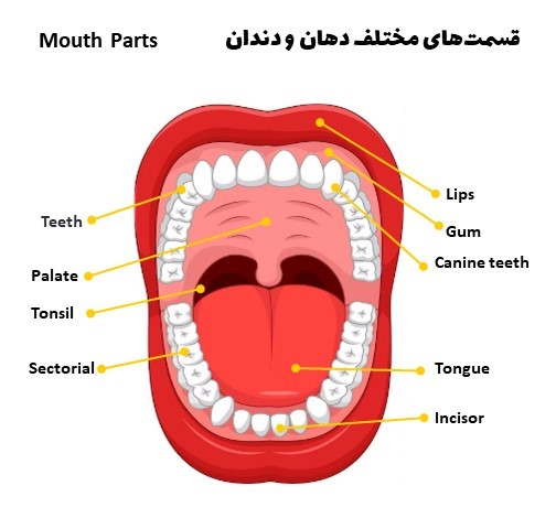 قسمت های مختلف دهان و دندان در انگلیسی