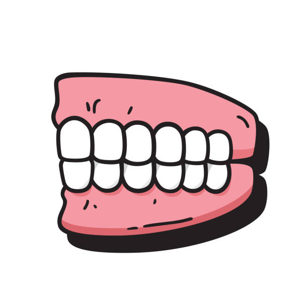 دندان مصنوعی به انگلیسی