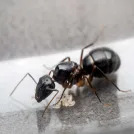 مورچه به انگلیسی