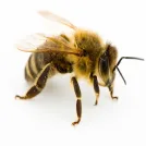 زنبور عسل به انگلیسی