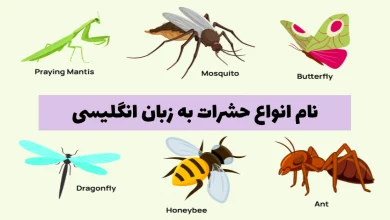 نام حشرات به انگلیسی