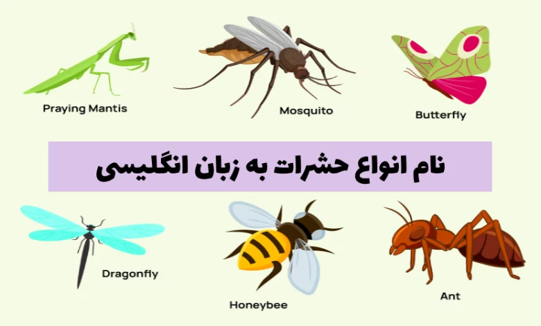 نام حشرات به انگلیسی