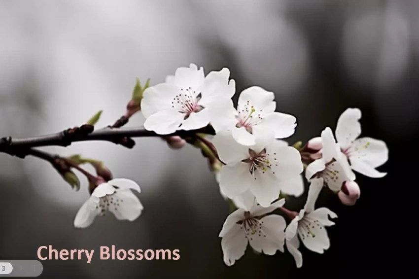 Cherry Blossoms شکوفه - یکی از کیمات زیبا در زبان انگلیسی