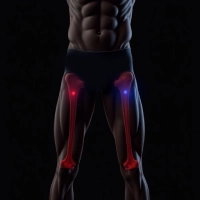 عضله چهارسر ران (کواادری‌سپ)